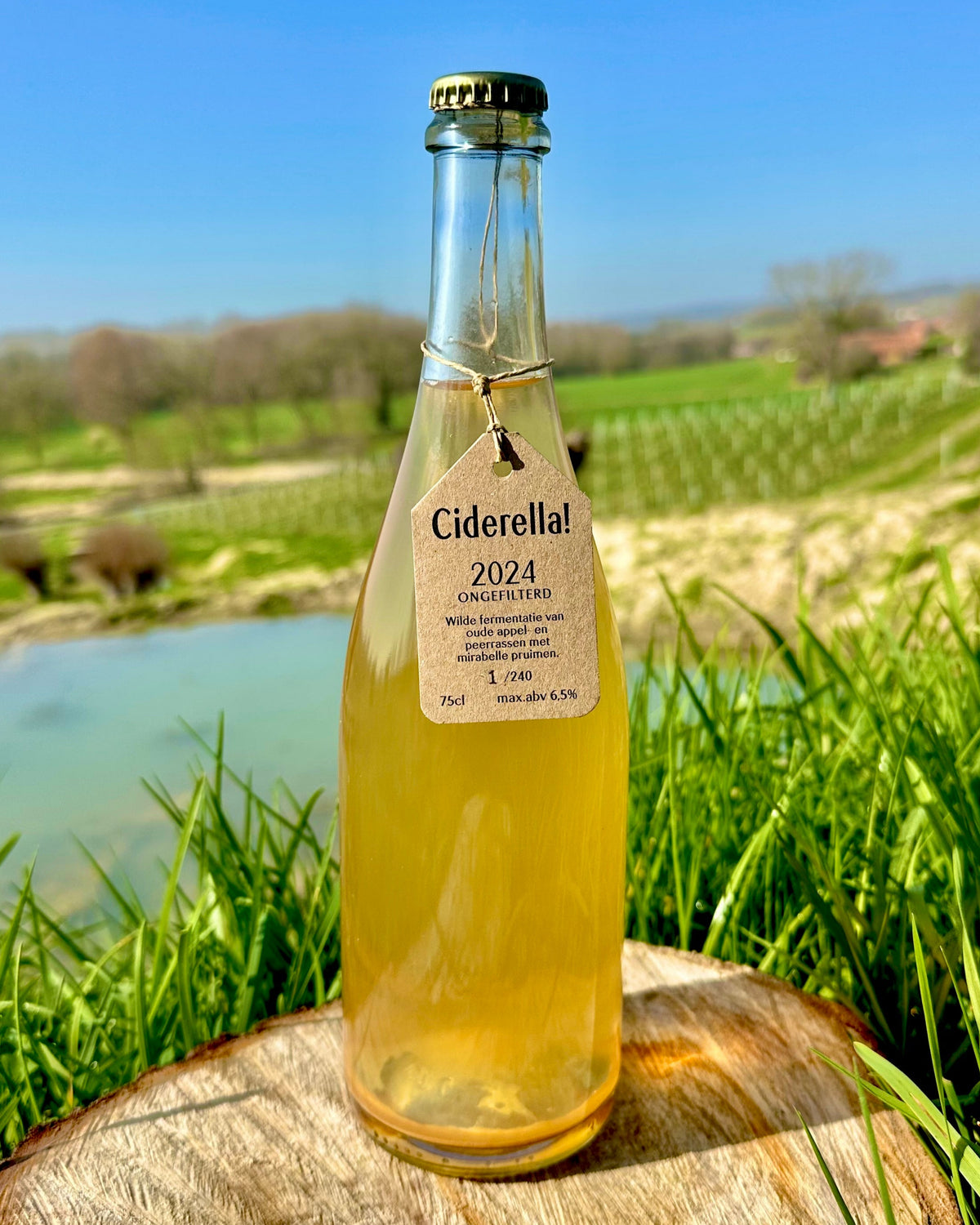 Ciderella! '24